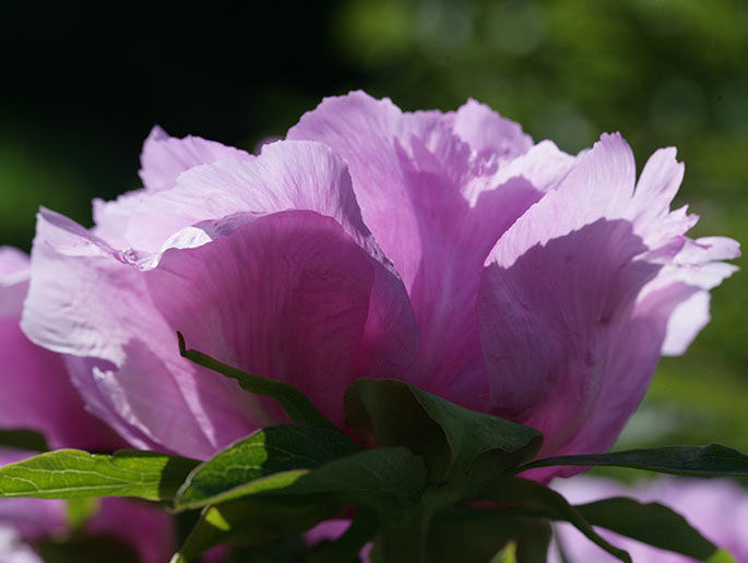 La Peonia, una rosa senza spine