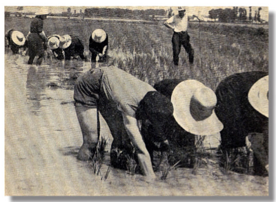 Dal triangolo del riso nascono le perle più richieste al mondo