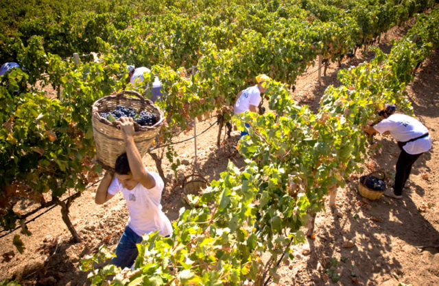 L’incredibile vendemmia di Monteverro