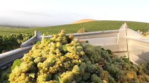 Ottime previsioni per i vini annata 2015 della Sicilia