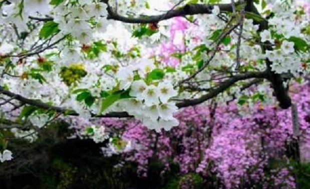 L’urlo silenzioso della Natura