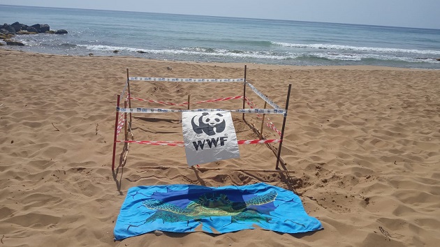 E’ siciliano il primo nido 2021 di tartaruga marina