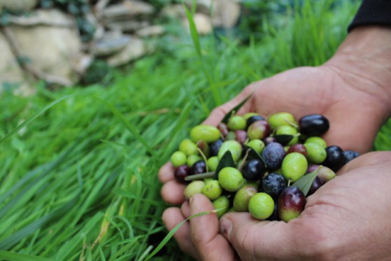 Vigne Sospese. Un viaggio tra i sapori, vini e oli di Liguria