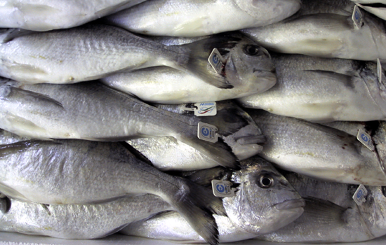“ Mio figlio mangia solo i bastoncini di pesce ! ”