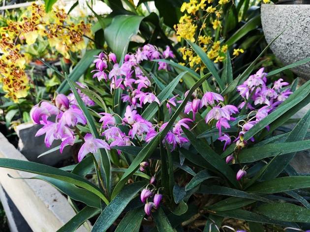 Orchiday, Mostra Mercato Internazionale di Orchidee