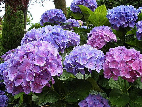 Le ortensie: bianche, rosa o blu?