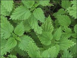 L’ortica: un concentrato di virtù