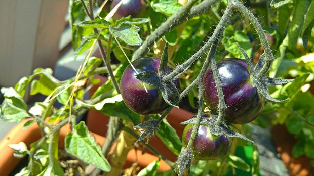 Le novitá dall’orto sul tetto