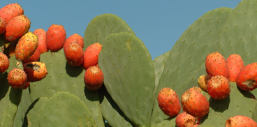 Ferite e ulcere cutanee? La «pala» risolve tutto!