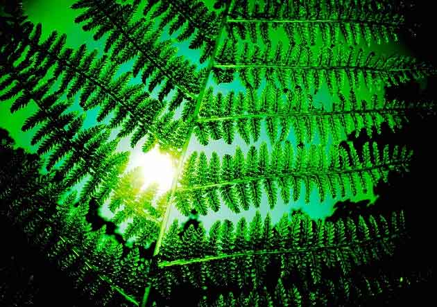 Seduzione repulsione. Quello che le piante non dicono