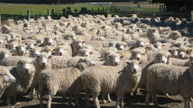 L’effetto gregge esiste