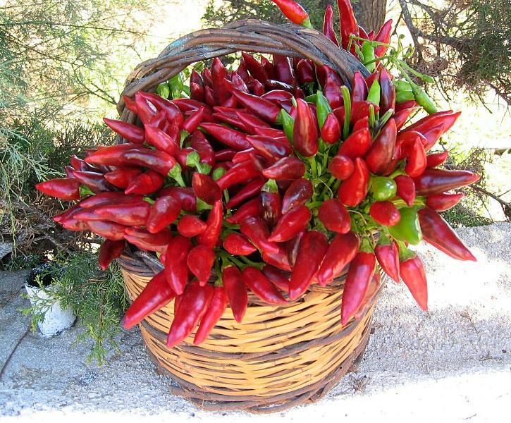 Piante. Come preparare un ottimo insetticida con peperoncino e aglio