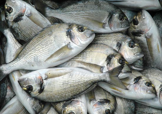 “ Mio figlio mangia solo i bastoncini di pesce ! ”