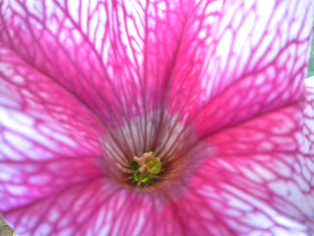 Sanremo in fiore. Record di fiori utilizzati per i carri