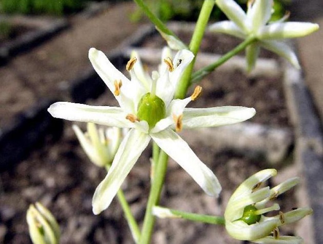 Recuperate 17 specie di piante europee ‘estinte’