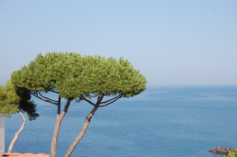 Pini marittimi a rischio, una biodiversità da preservare