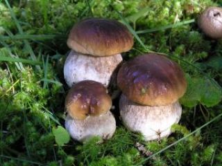 Porcini gratinati
