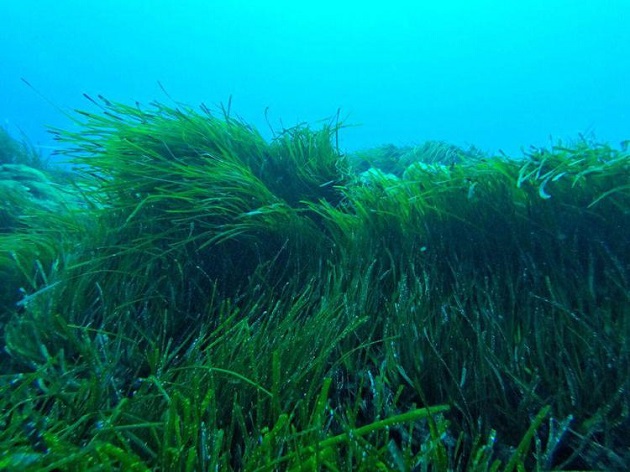 Praterie di mare, millenari ‘ingegneri’ ecosistemici a rischio