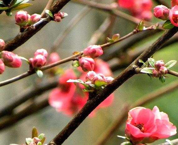 Primavera: disintossicarsi e ritrovare le energie con le cure naturali.