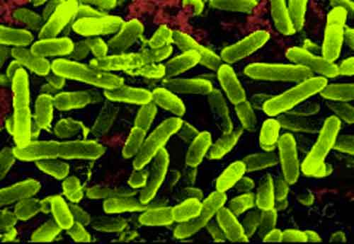 Arrivano i vegetali probiotici, alleati dell’intestino