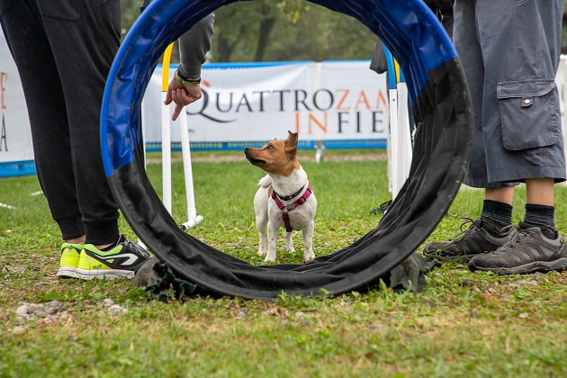 Quattrozampeinfiera a Roma