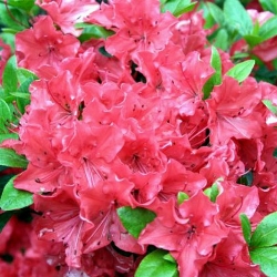 Consigli di giardinaggio – Vademecum Giugno