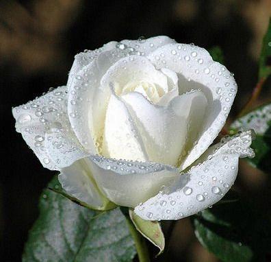Rosa Alba Semi-Plena: purezza e spiritualità