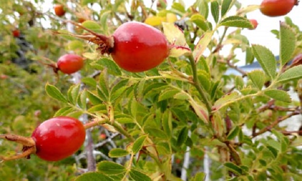 Quelle preziose bacche rosse della rosa mosqueta