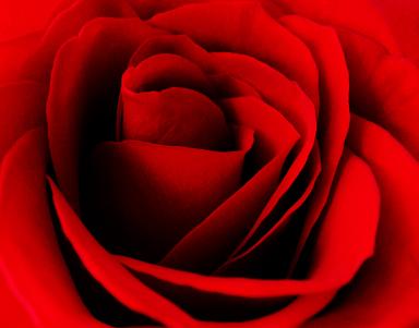 La rosa
