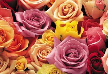 Verso la primavera. Curiamo le rose