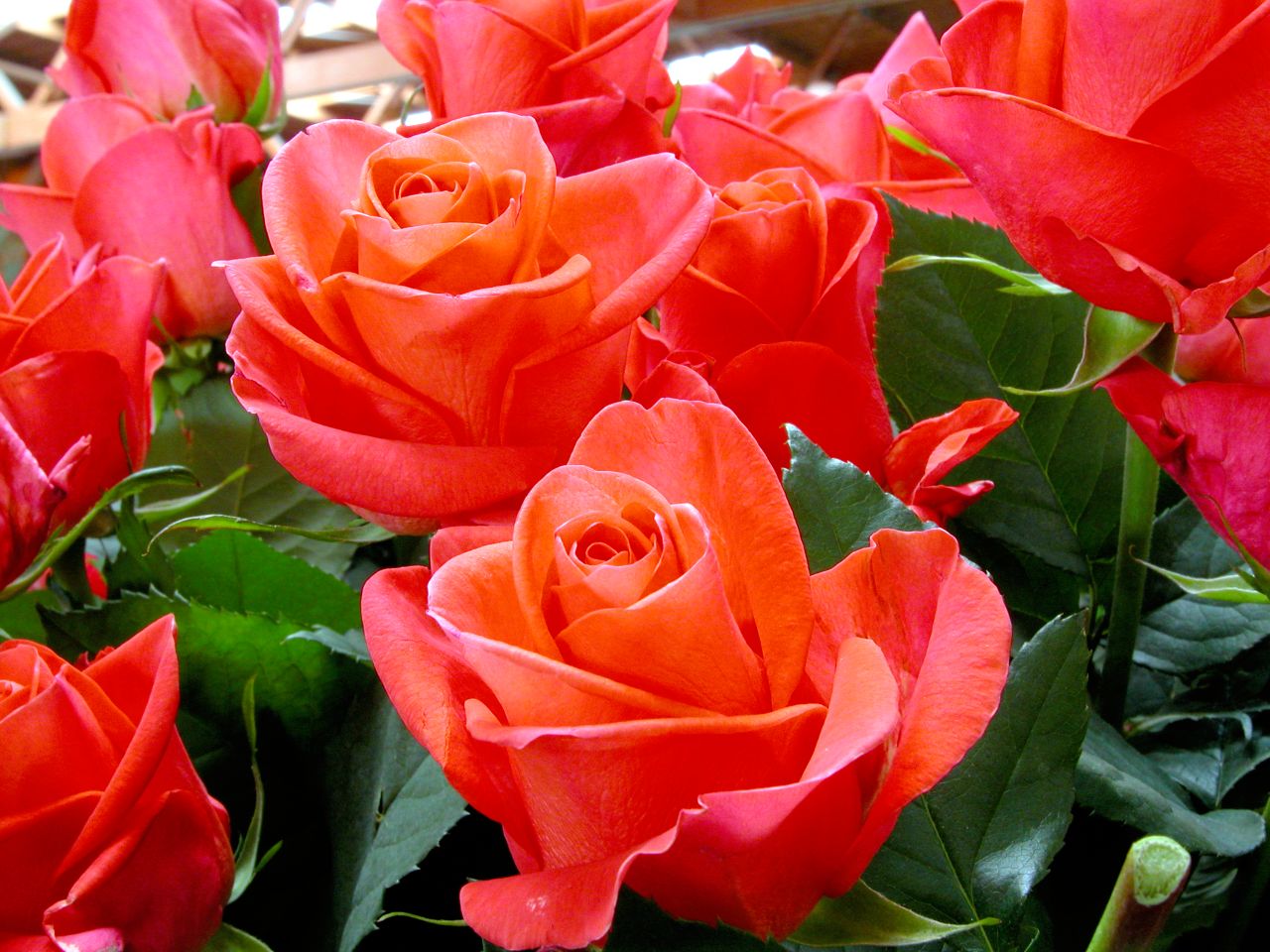 I fiori di Sanremo sul palco dell’Ariston