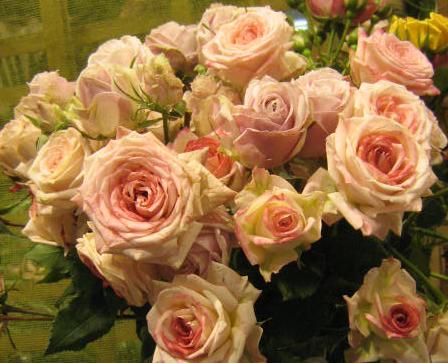 Le rose antiche