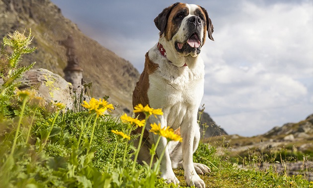 Ritorna a New York il museo del cane