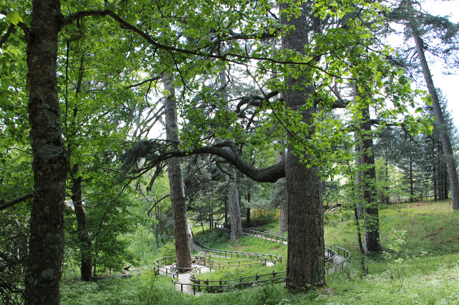 Tra alberi secolari nel Parco Nazionale della Sila