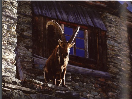 Lillo, lo stambecco che si fece umano