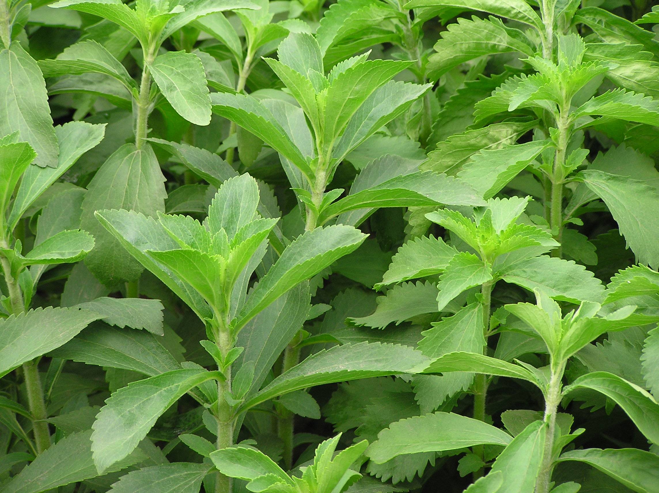 La pianta dolce che protegge i denti