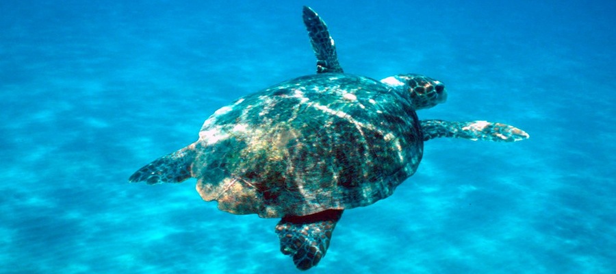 Tartaruga gigante recuperata al largo di Lampedusa