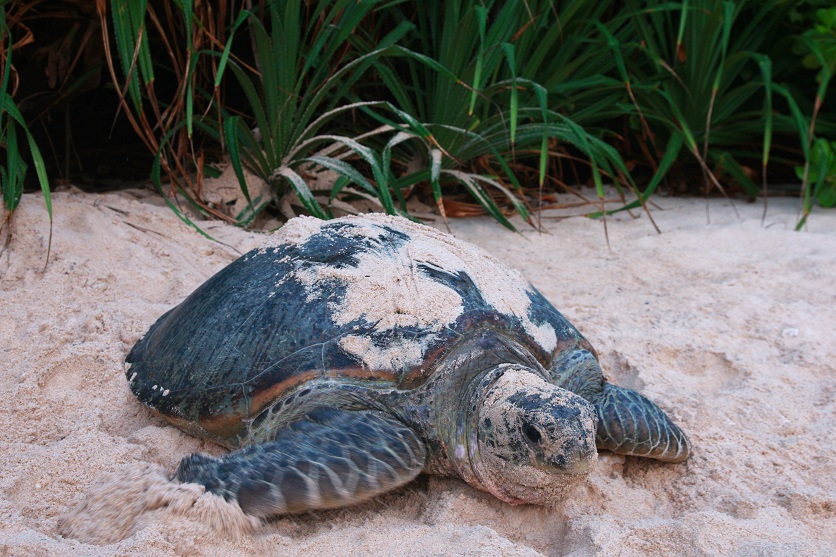 La magia delle Tartarughe Marine a  Con Dao, Vietnam