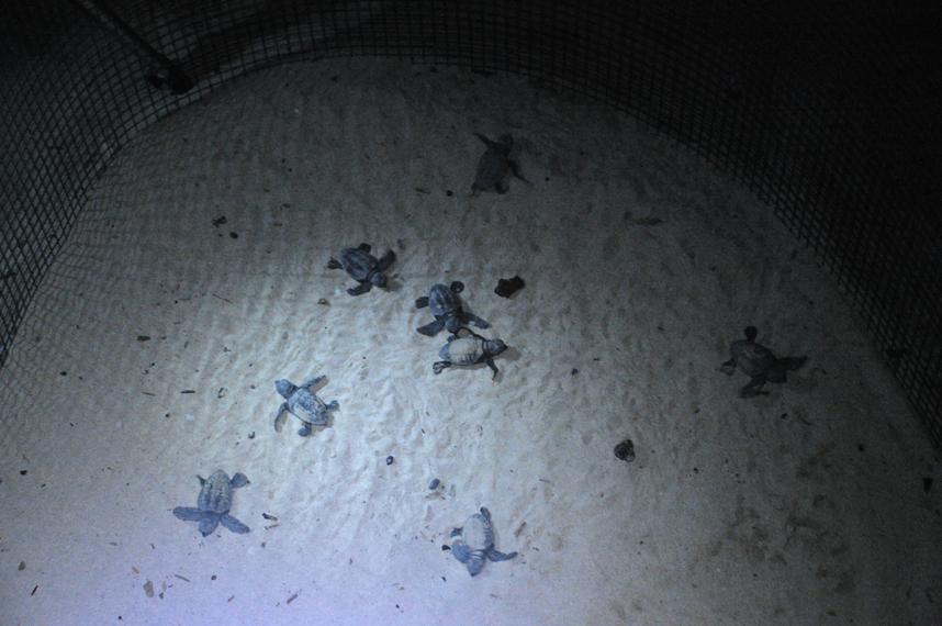 Continua la schiusa delle uova di Caretta caretta di Torre Lapillo