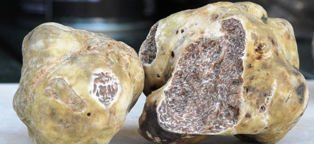 88ª Fiera Internazionale del Tartufo Bianco d’Alba