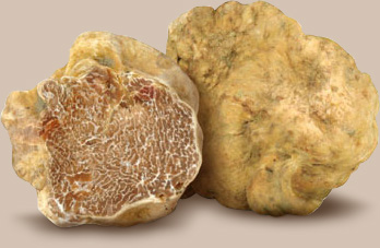 Annata 2015 con meno tartufo e prezzo più alto