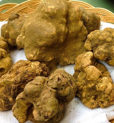 Il Tartufo Bianco incontra la carne Chianina