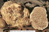 I Sindaci di Alba e Acqualagna si sfidano ai fornelli con il Tartufo Bianco Pregiato.