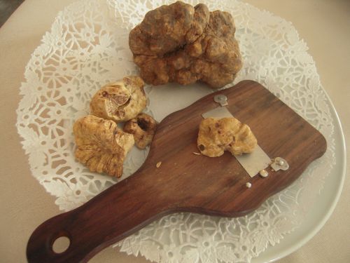 Alba. Il tartufo, i profumi e i colori di una terra magica