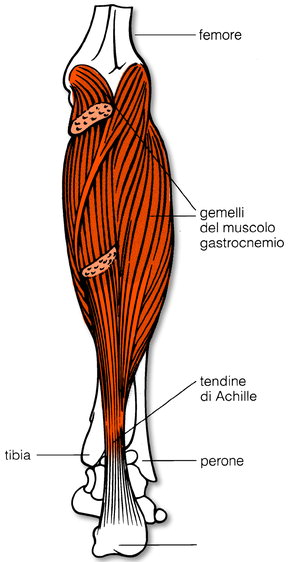 Tendinopatie: se il tallone di achille non fosse nel tendine ma nel sistema metabolico?
