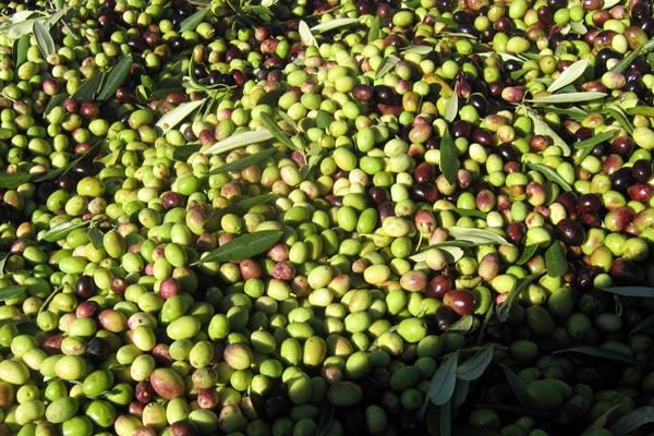 Olive, olio e frantoi
