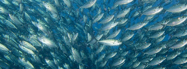 2 maggio giornata mondiale del tonno