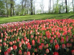 TULIPANI A CORTE