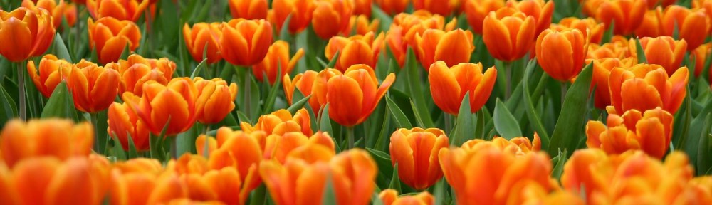Festa del Tulipano a Castiglione del Lago