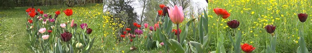 I Bulbi di Evelina. Tulipani: nuovo design impressionista olandese
